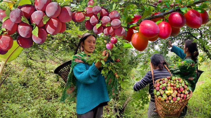 plucking fruits from the tree