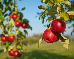 photo of apples