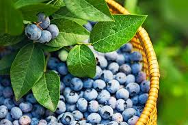 photo of blueberries
