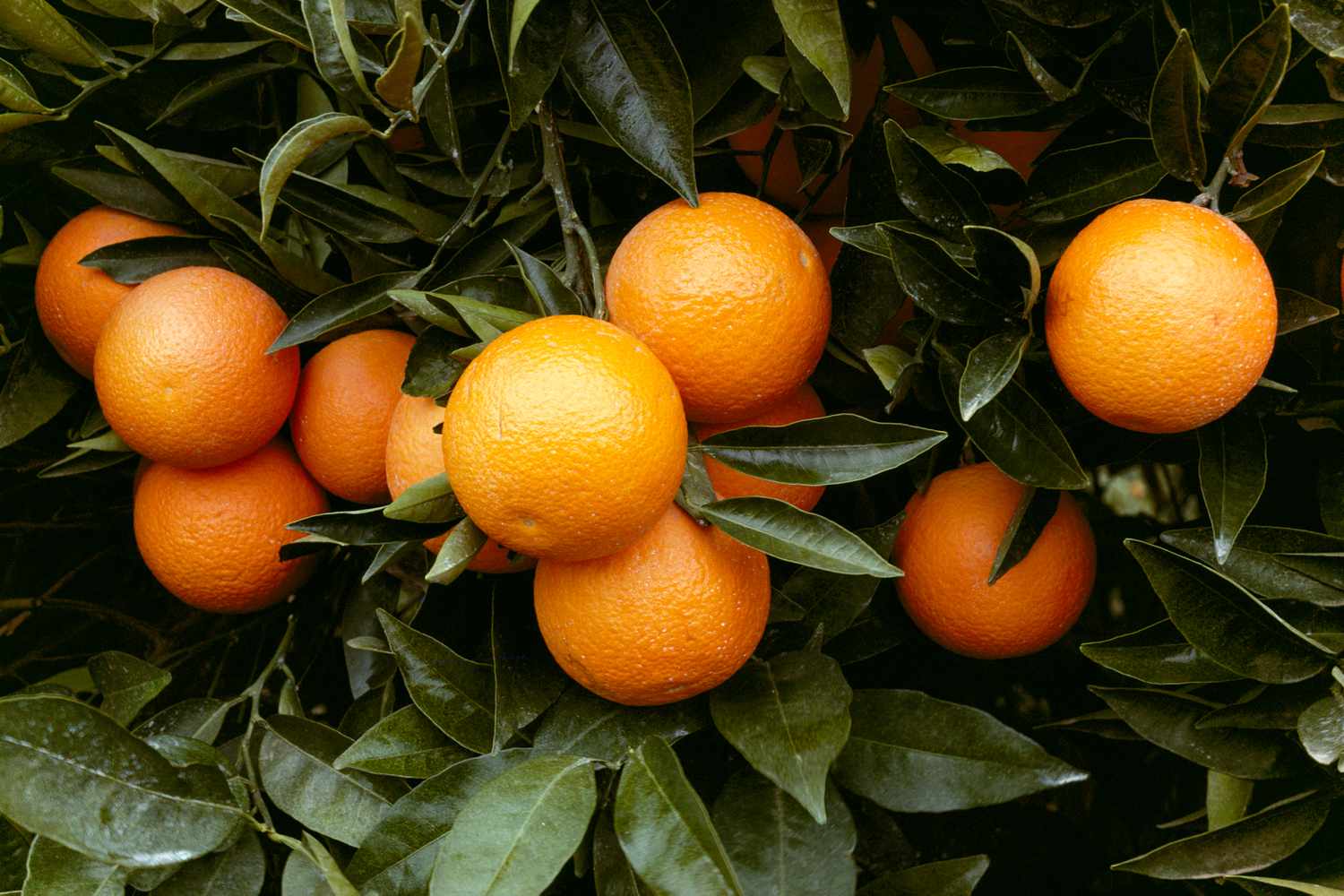 photo of oranges